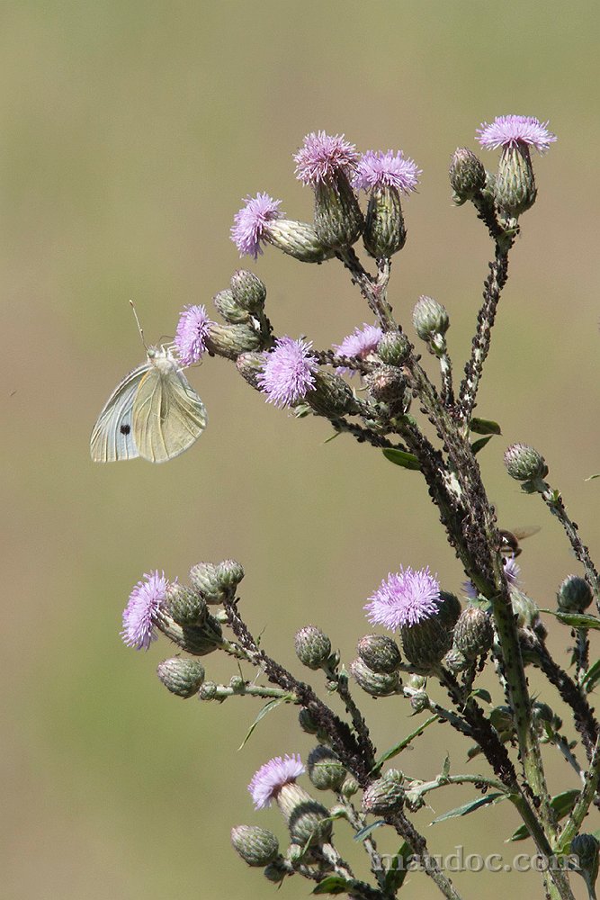 Pieris, Verona